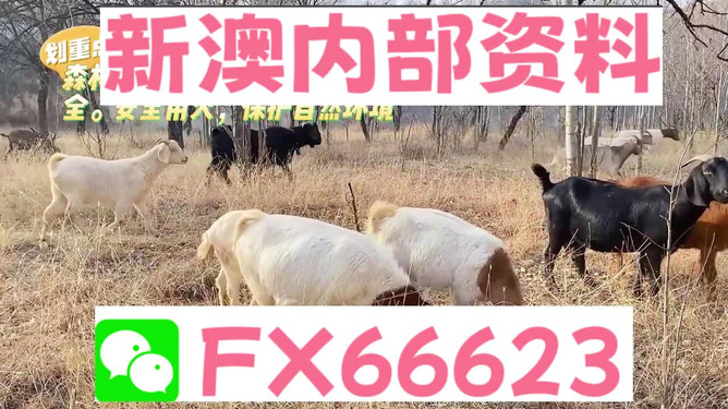新澳2024-2025今晚资料资料四不像,最佳精选解释落实