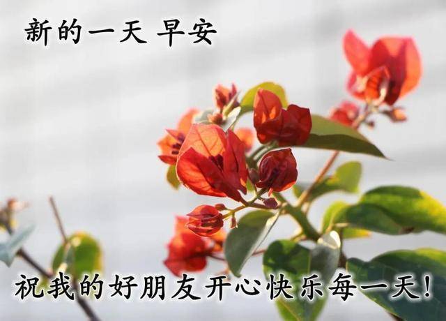 600图库大全免费资料图,精选资料解析大全