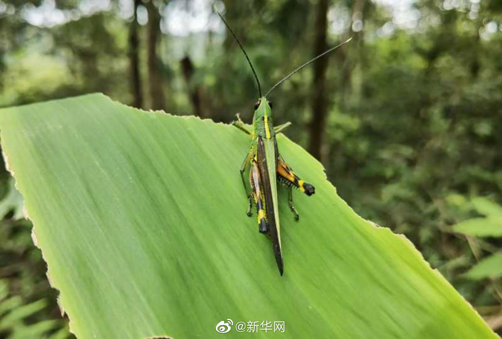 云南竹蝗虫最新消息