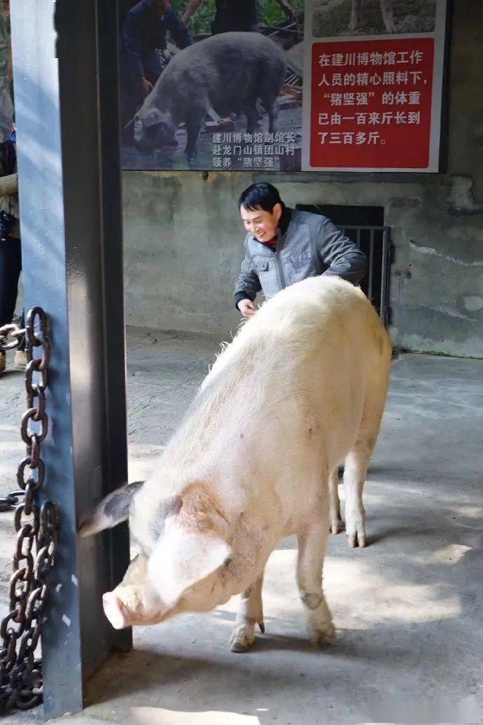 猪坚强驾校最新消息