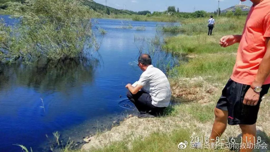 四不像惊现湖北堵河源保护区,全面释义解释落实
