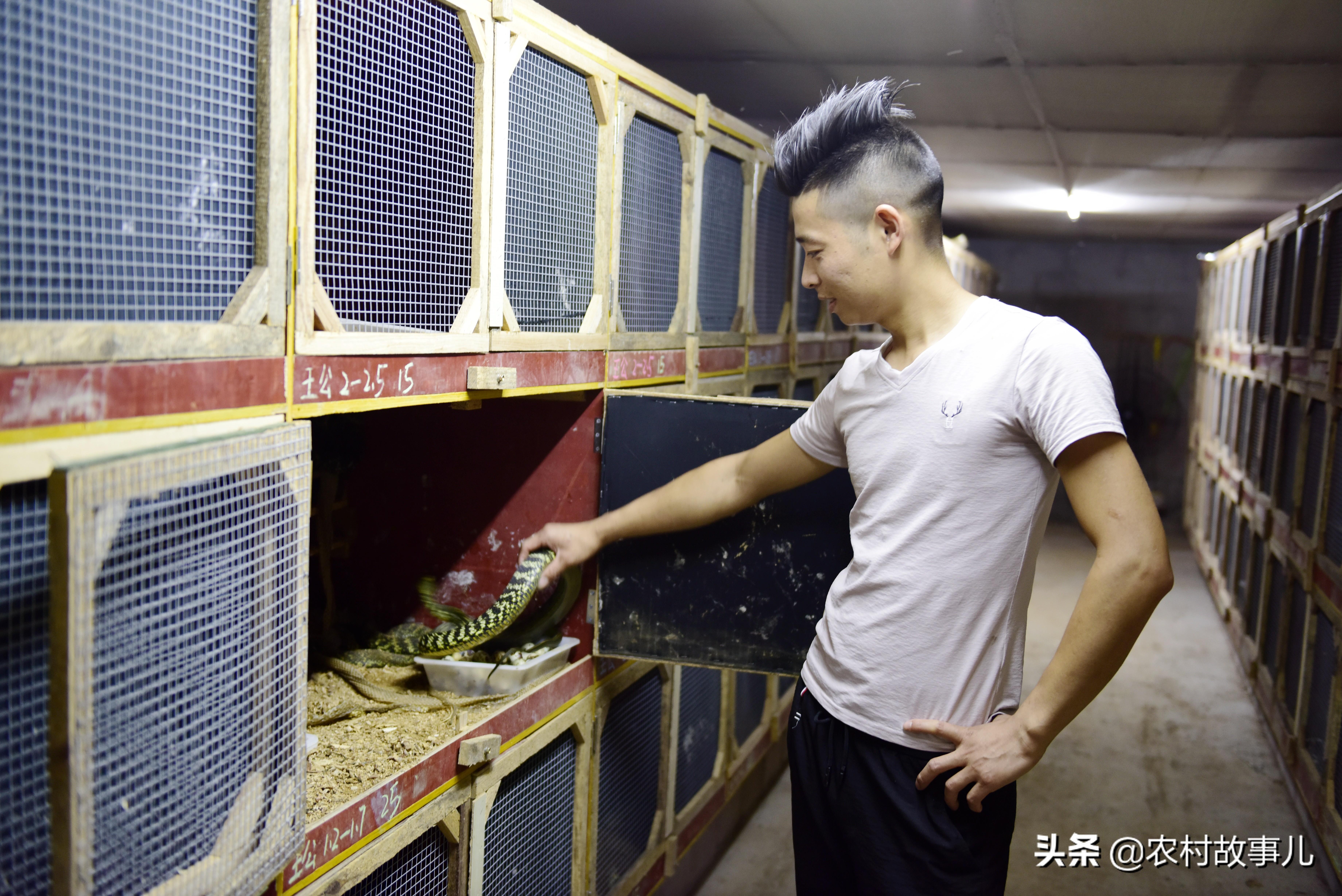蛇蛋图澳门正版最新版,蛇蛋图澳门正版最新版，探索神秘世界的魅力与奥秘