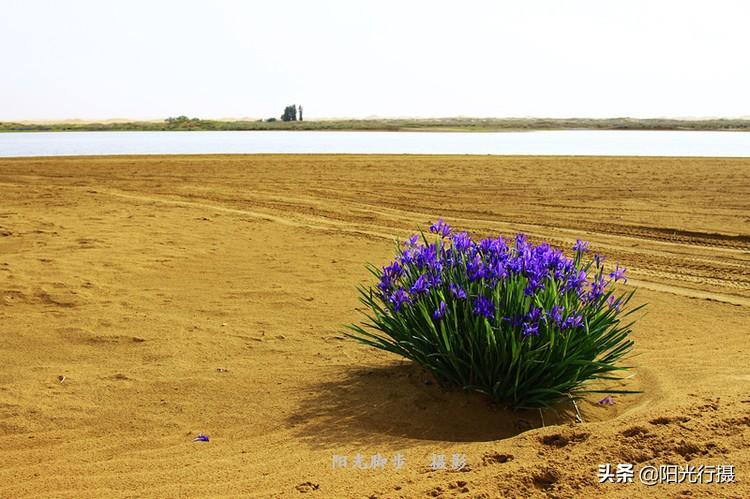 天空彩正版免费资料,天空彩正版免费资料，探索与解析