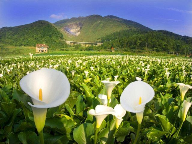 白小姐四肖四码100%准,揭秘白小姐四肖四码，探寻百分之百准确预测的秘密