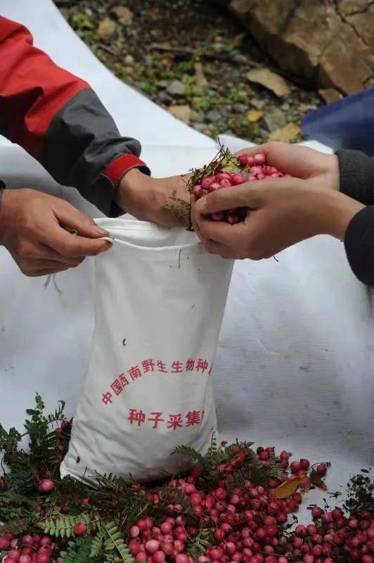 2025最新奥马免费资料生肖,探索未来奥秘，最新奥马免费资料生肖解析（2025版）